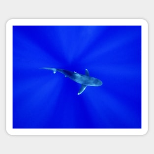 Shark Through  Sun Reflections Sticker